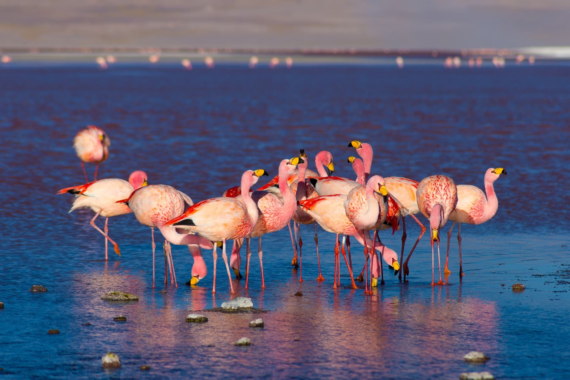 ¿Dónde observar flamencos rosados en Bolivia?