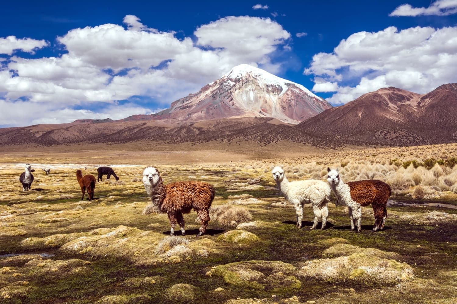 Parque Sajama